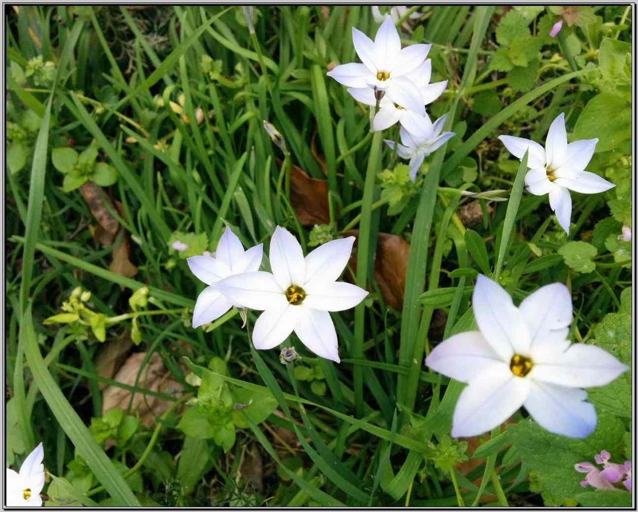 Ipheion uniflorum
